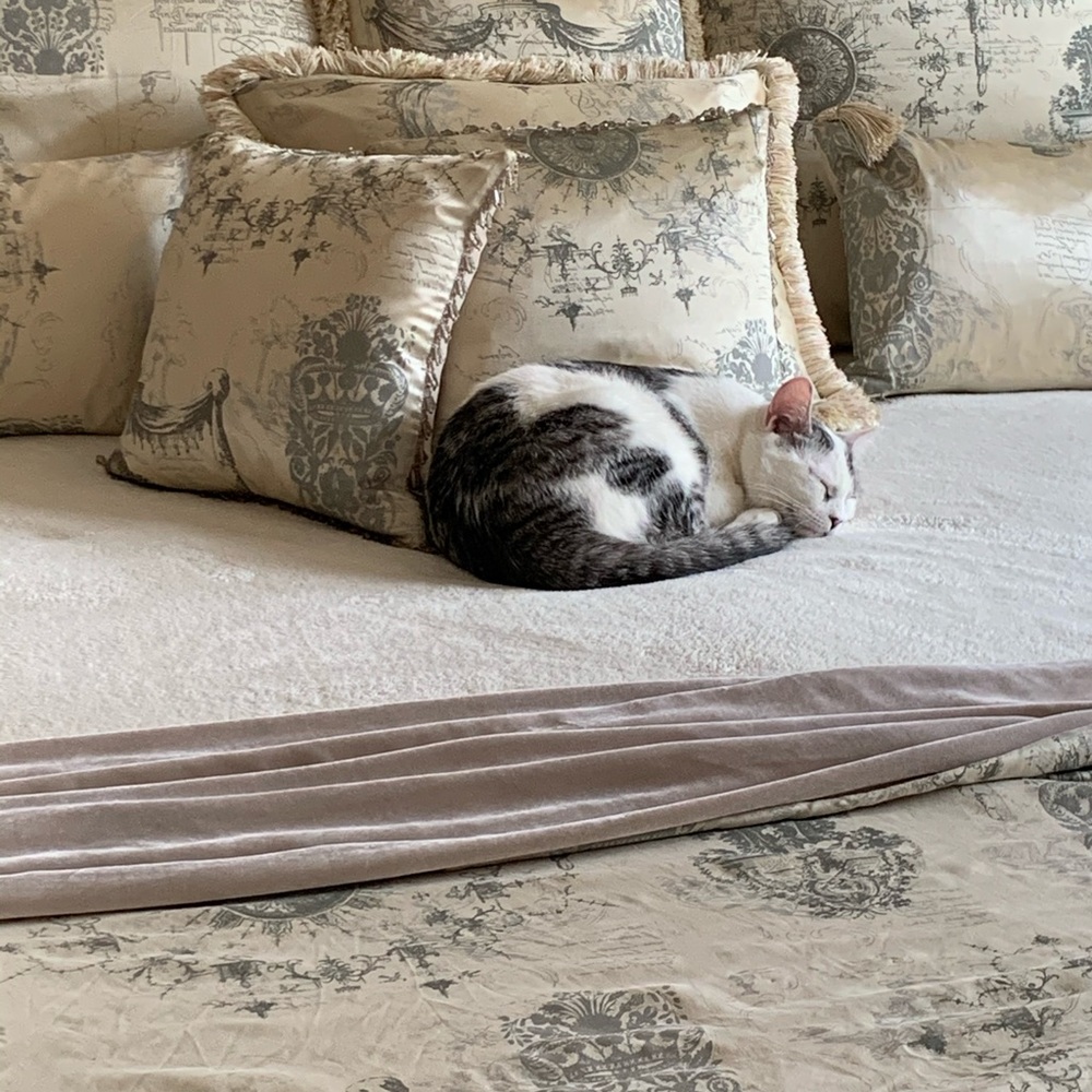 Meet your Posher, Janet (and meet our new kitten!)